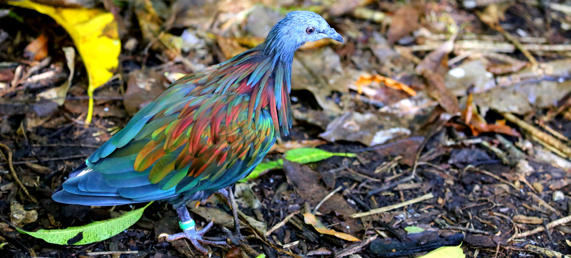 Nicobar Pigeon