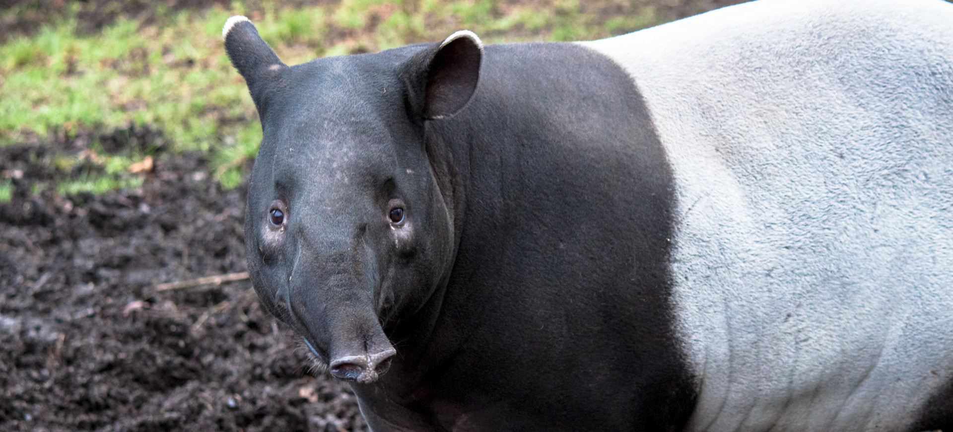 Malayan Tapir