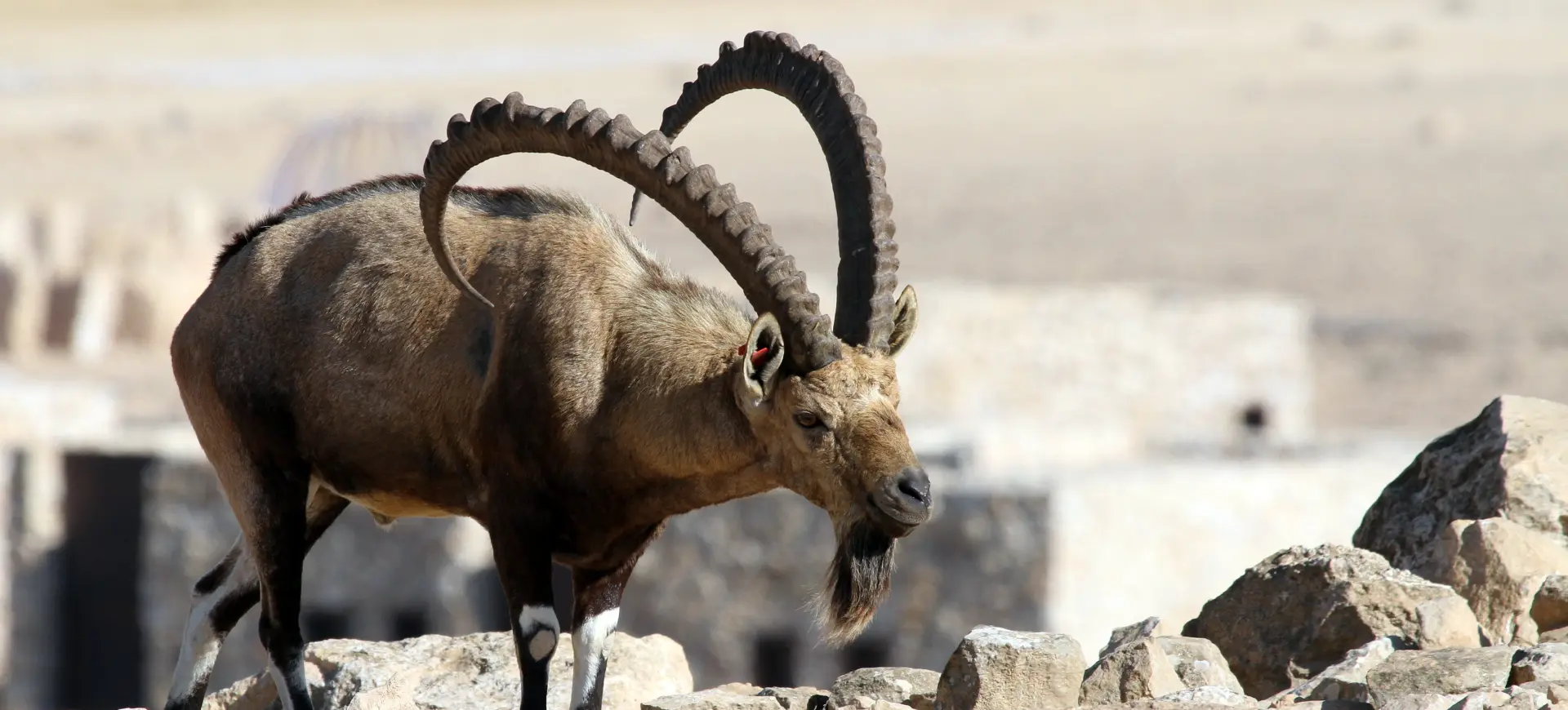 Nubian Ibex