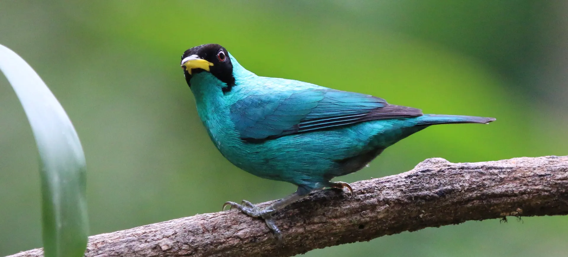 Green Honeycreeper