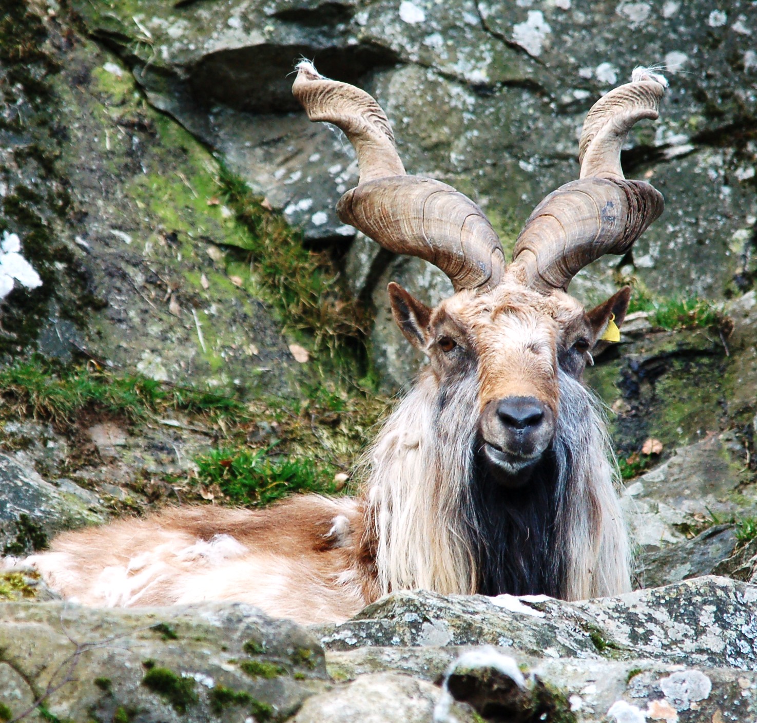 Definitive Guide To Markhor Facts Habitat Conservation Status Zoo 