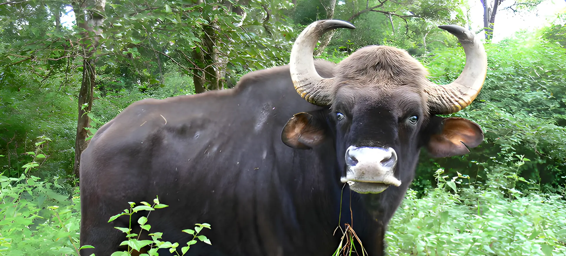 Gaur