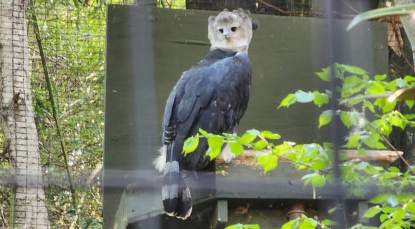 Harpy Eagle