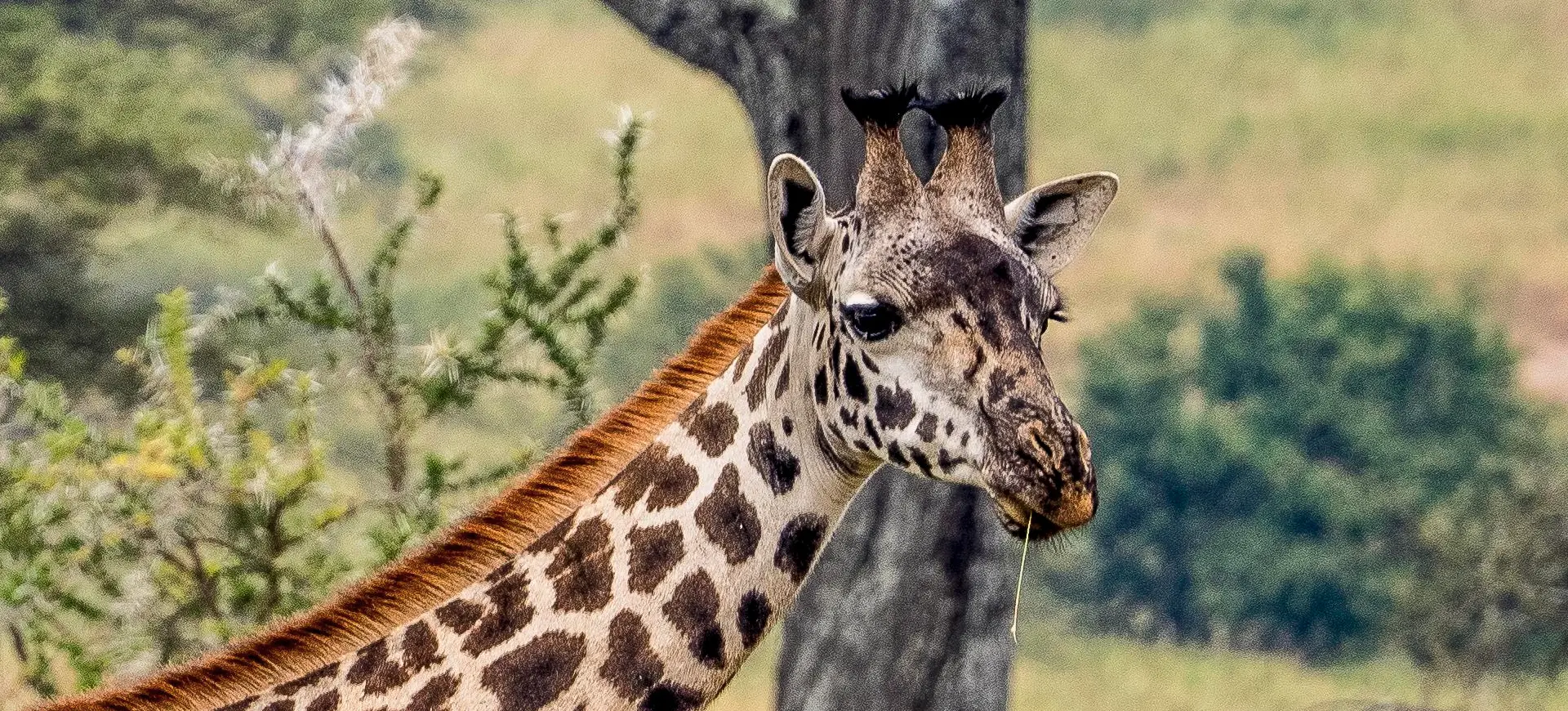 Masai Giraffe