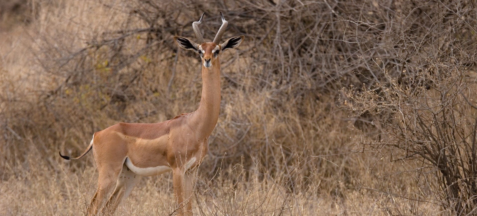 Gerenuk