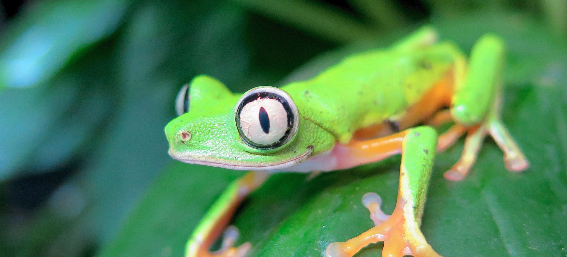 Lemur Leaf Frog