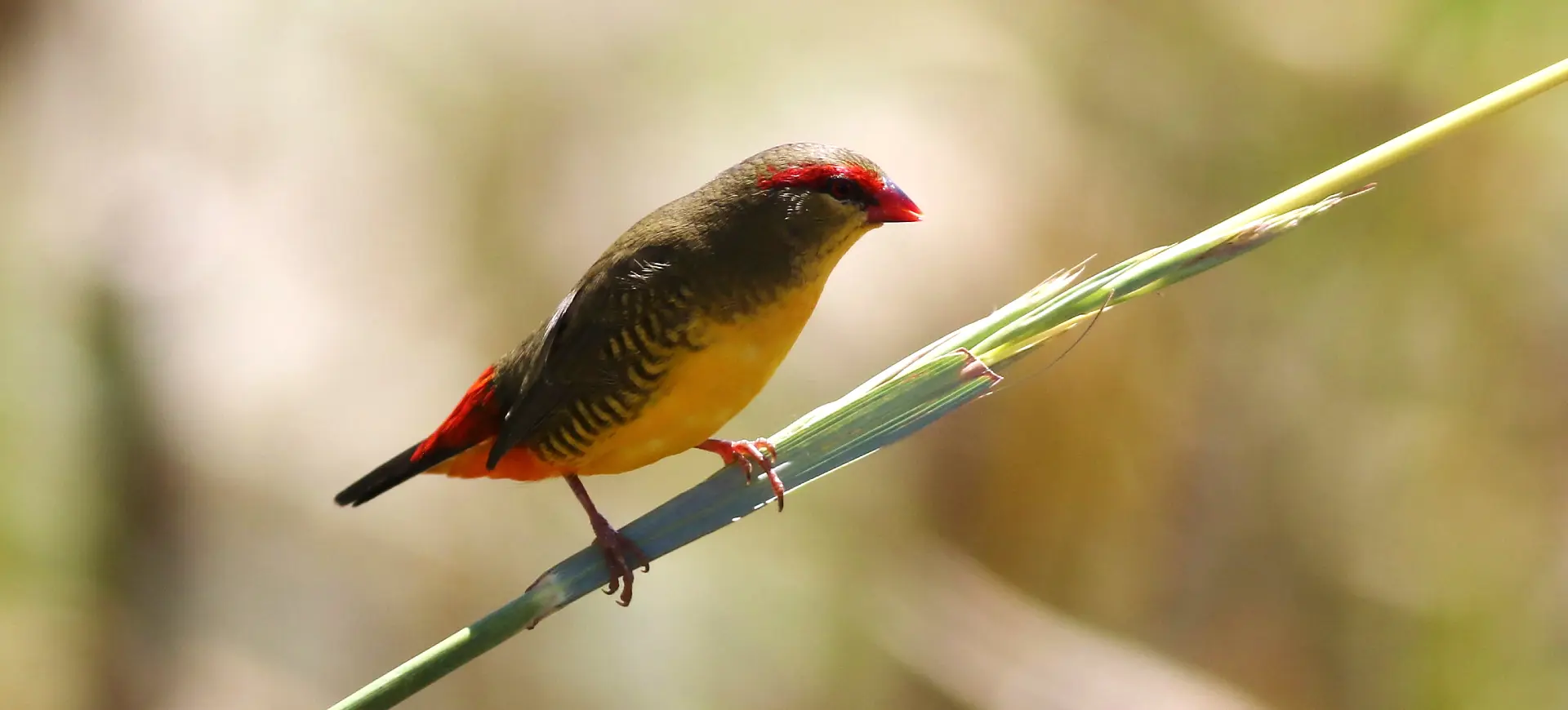 Orange-breasted Waxbill