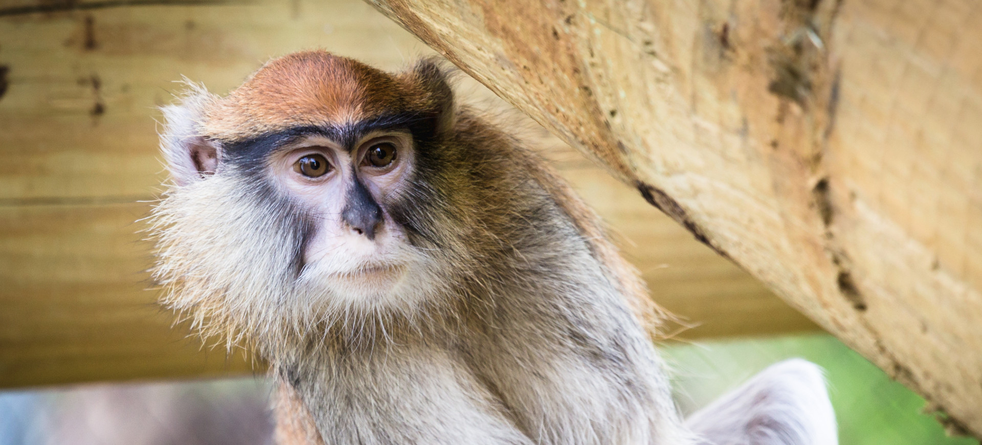 Patas Monkey