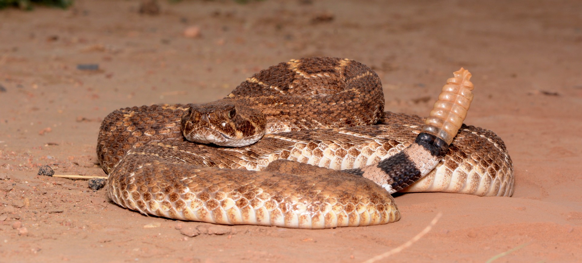 Western Diamondback Rattlesnake