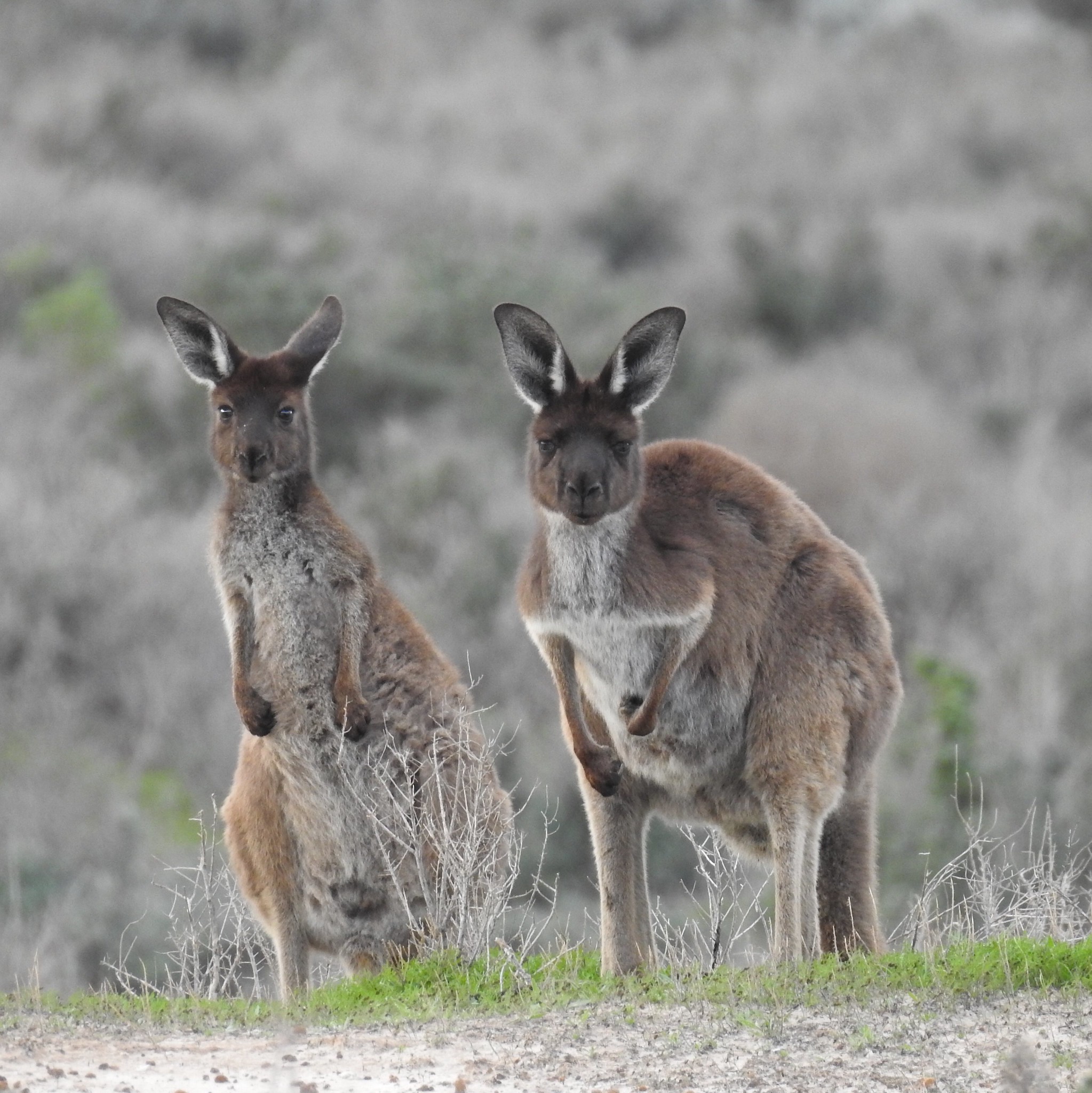 western-gray-kangaroo-facts-habitat-conservation-status-zoo