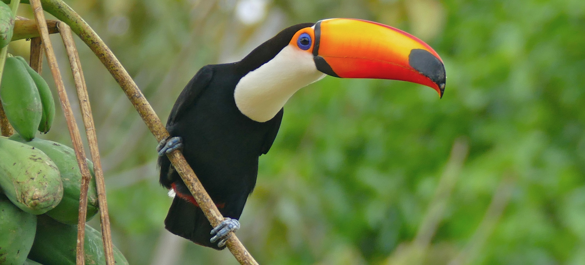 Toco Toucan