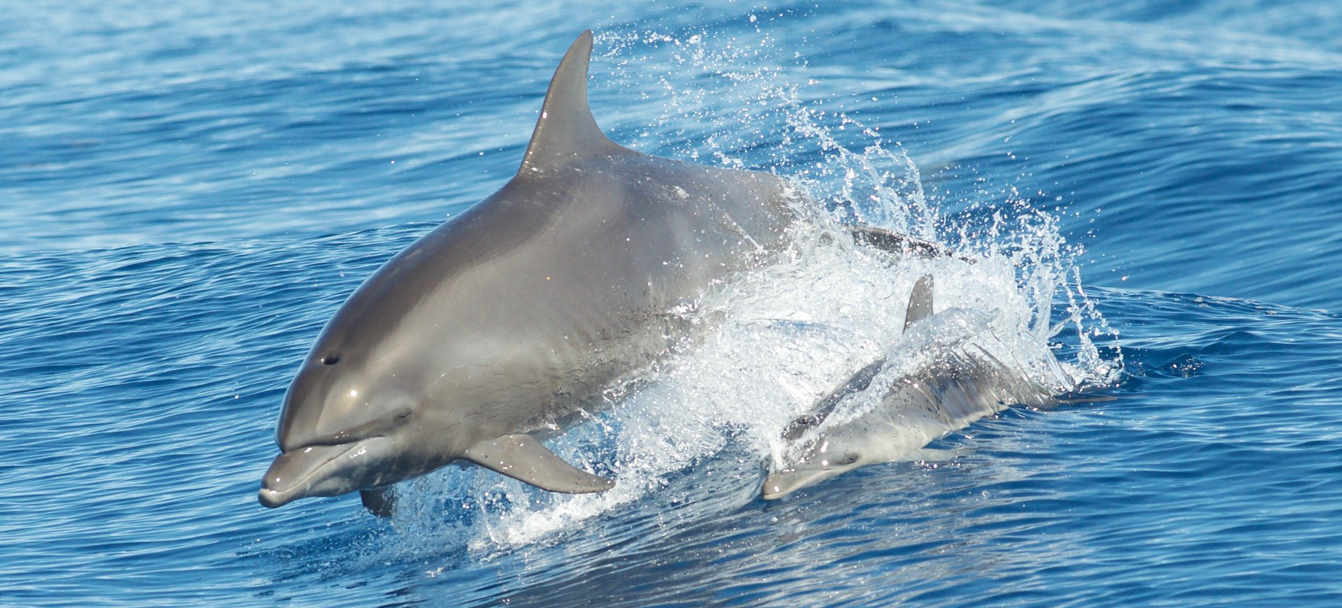 Common Bottlenose Dolphin