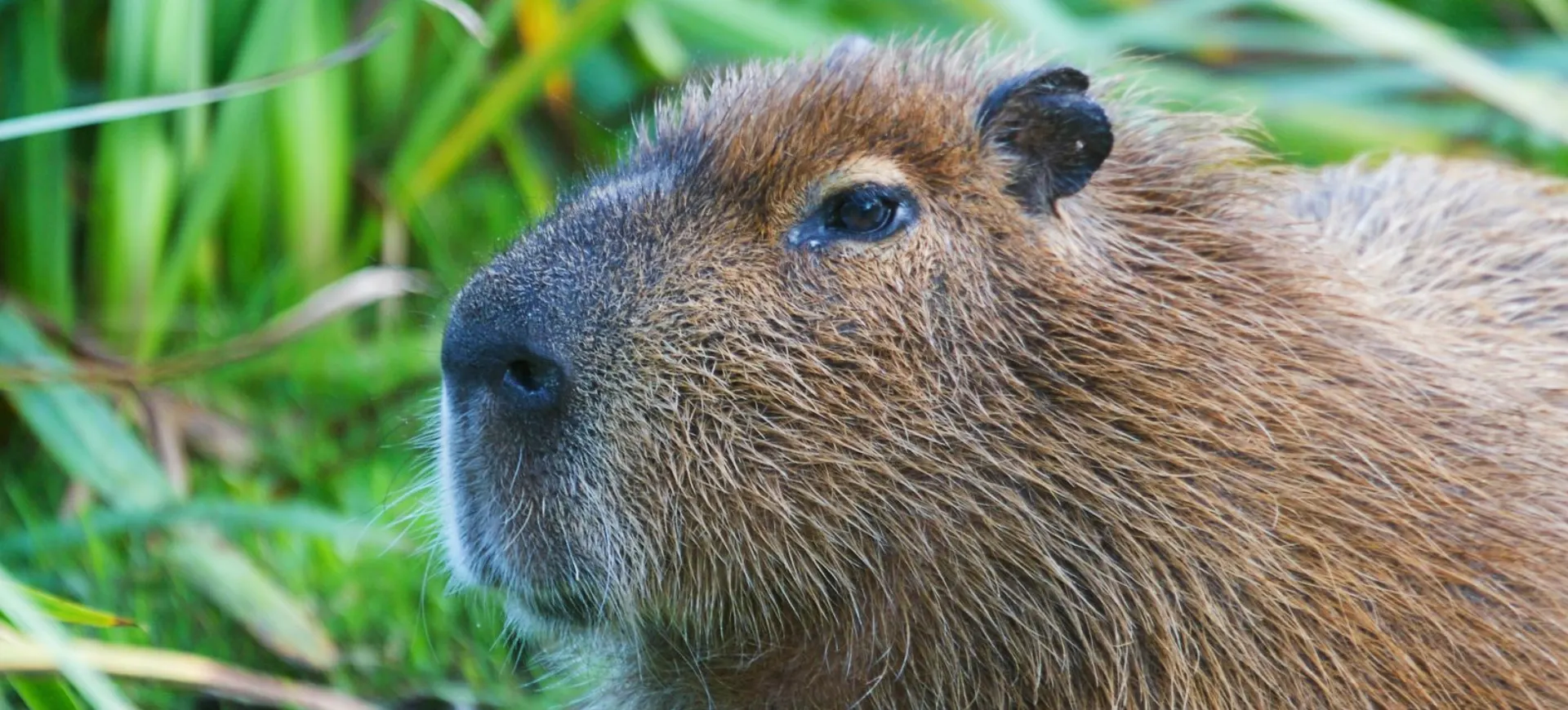 Capybara