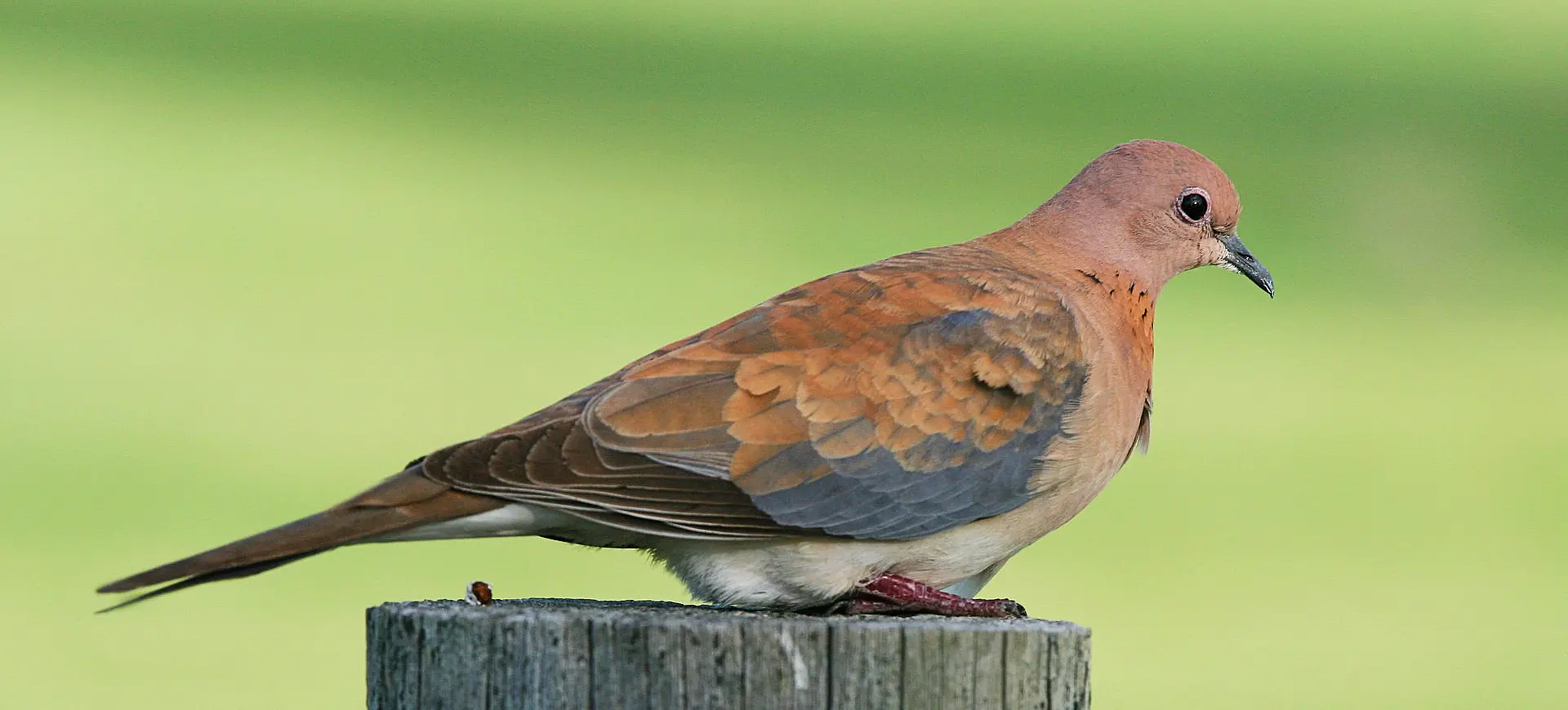 Laughing Dove