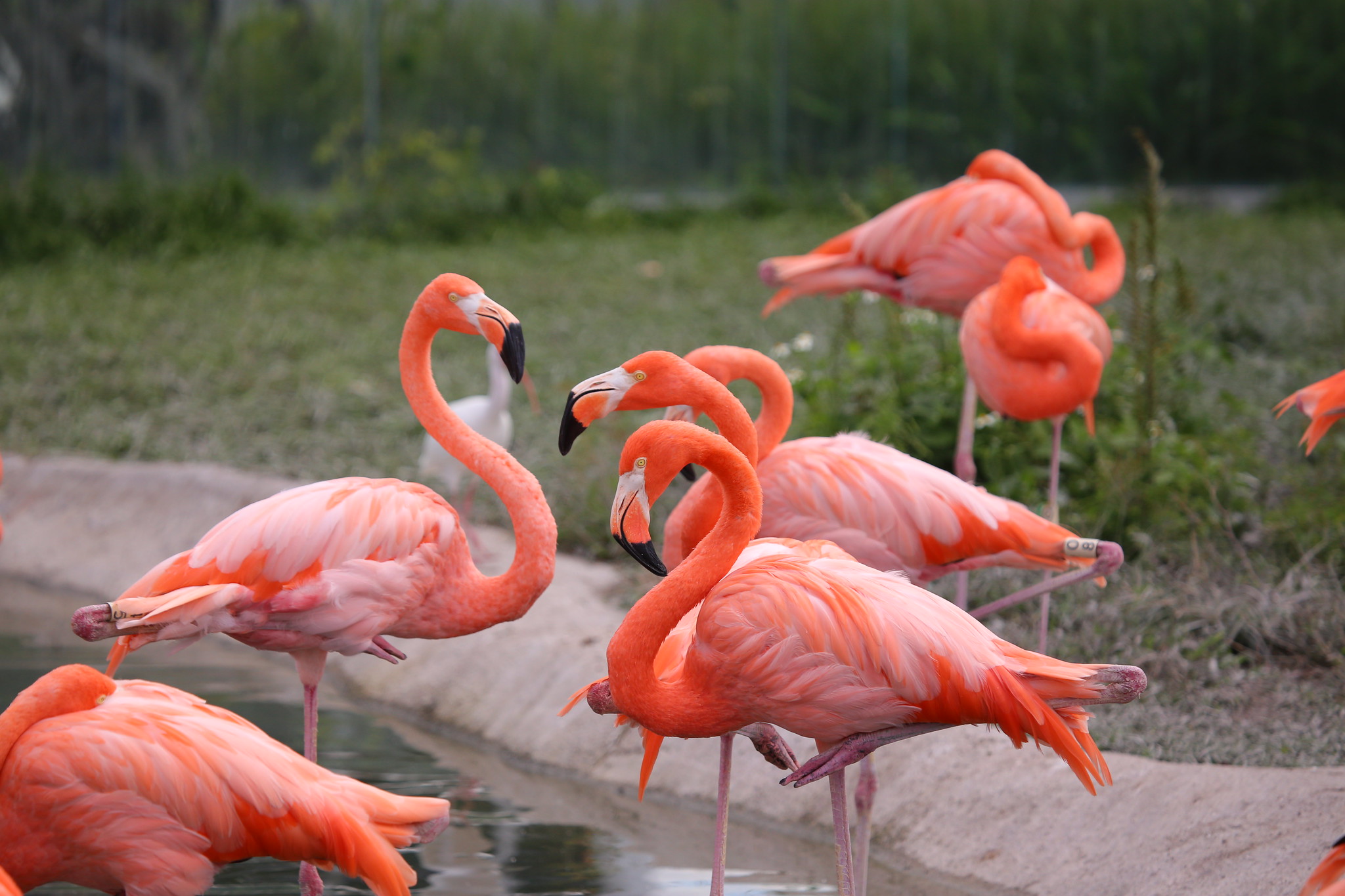 American Flamingo Facts Habitat Conservation Status Zoo Populations American Flamingo Facts Habitat Conservation Status Zoo Populations