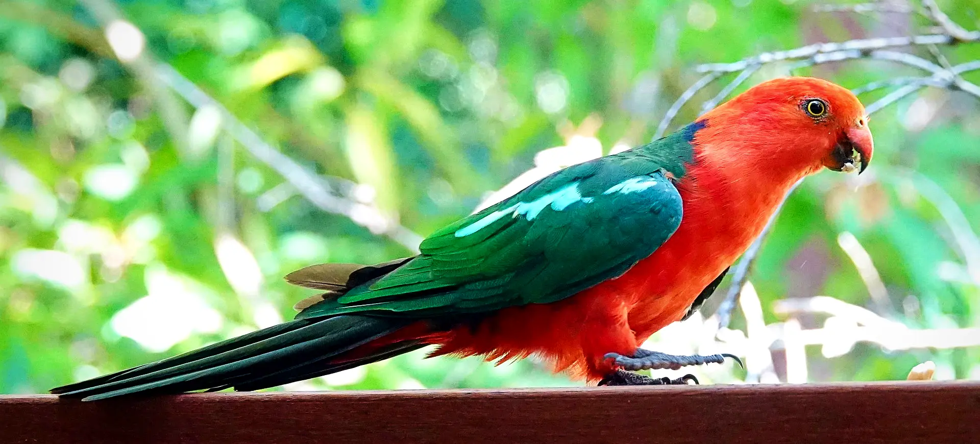 Australian King Parrot