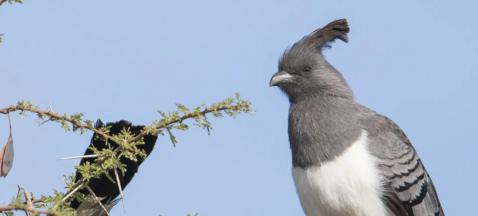 White-bellied Go-away-bird