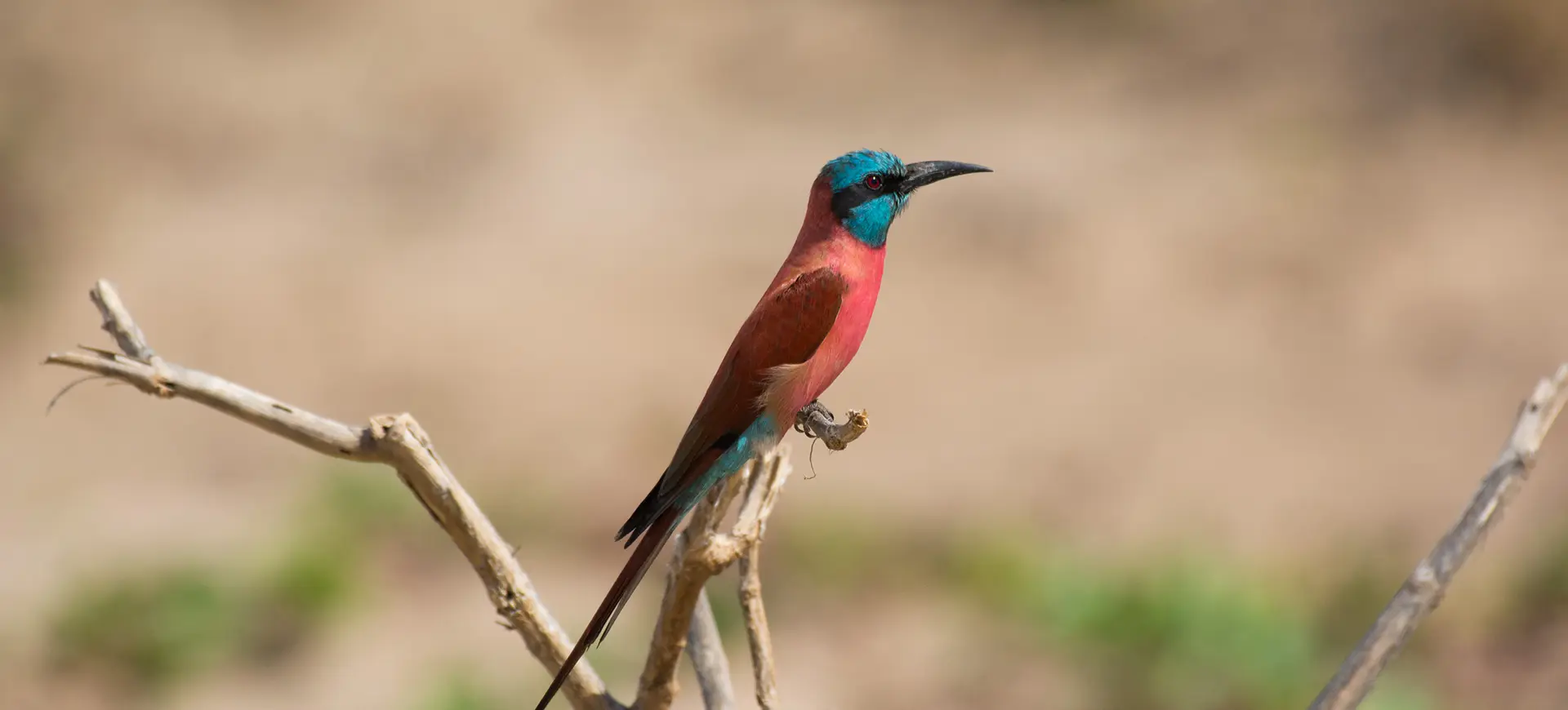 Northern Carmine Bee-eater