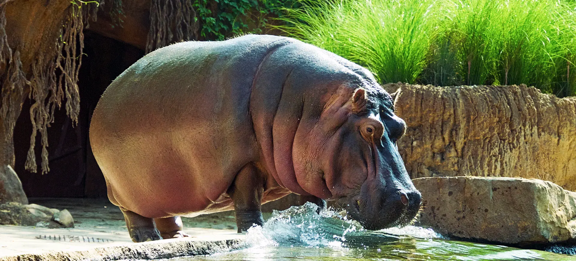 Common Hippopotamus