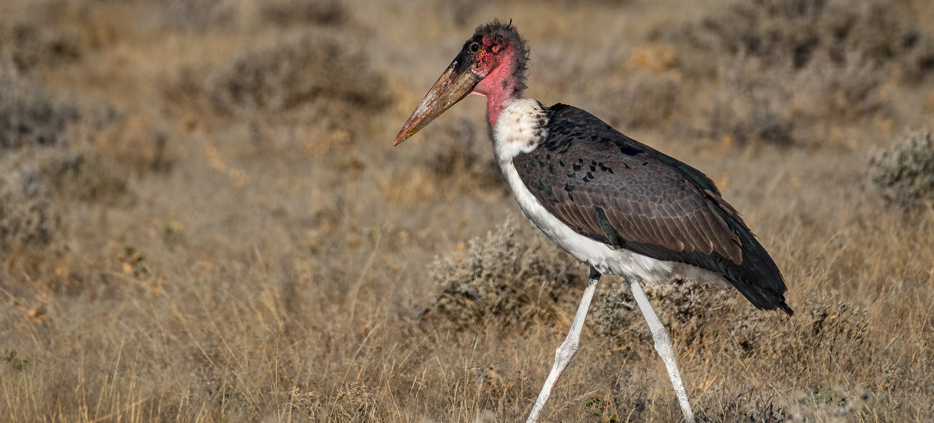 Marabou Stork