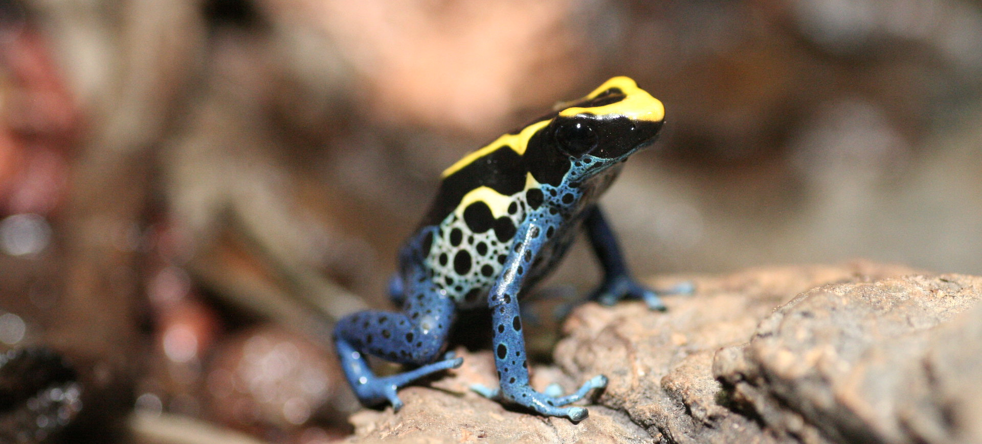 Dyeing Poison Dart Frog