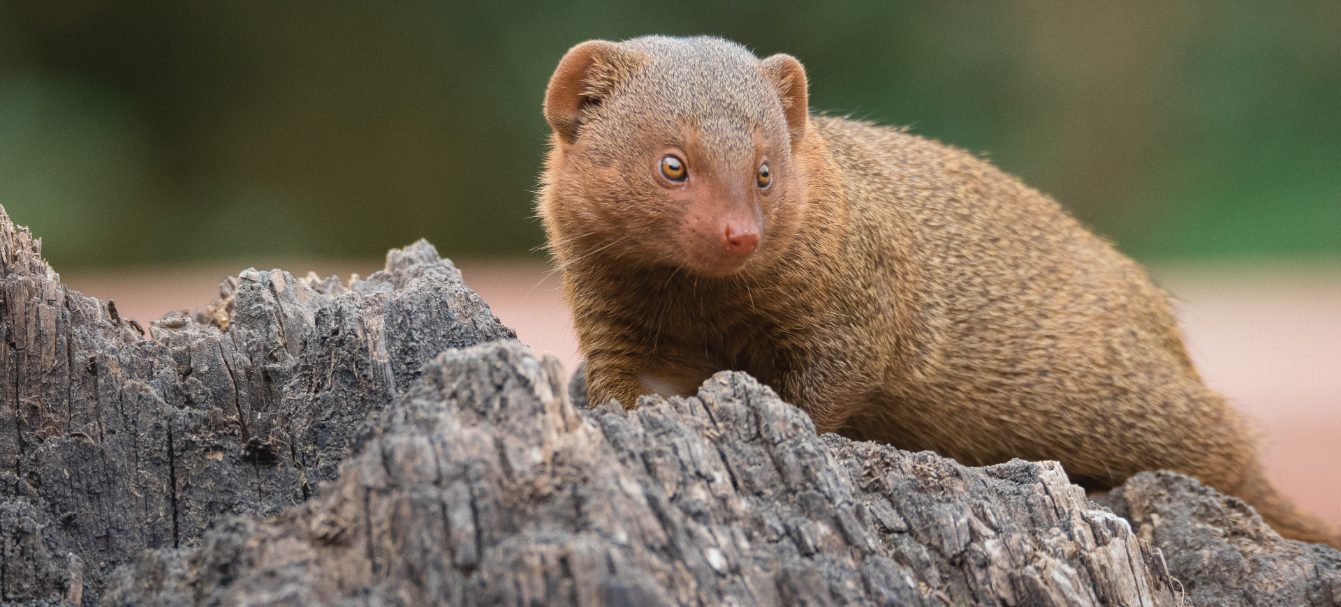 Common Dwarf Mongoose