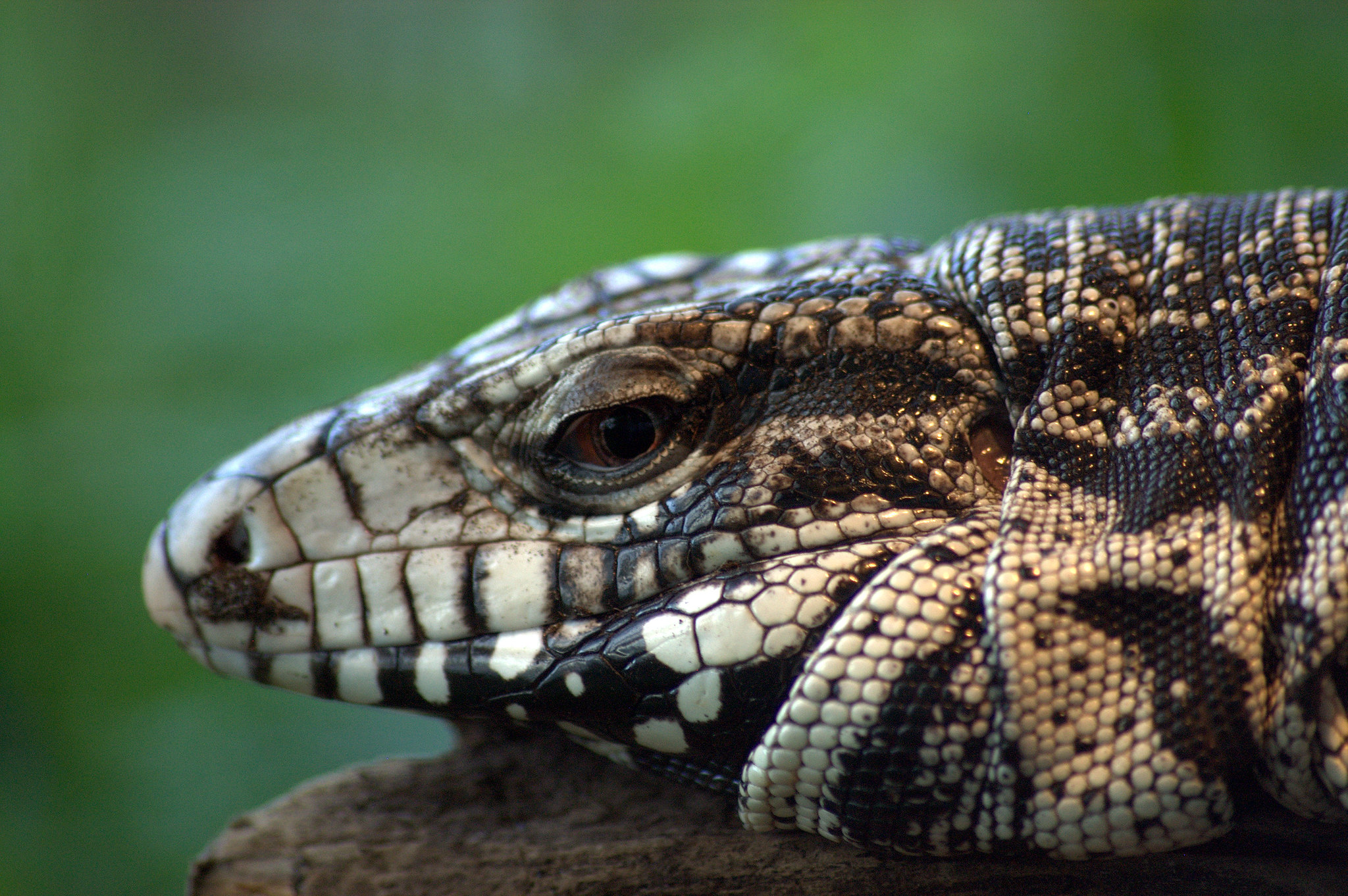 Definitive Guide To Black-and-white Tegu Facts, Habitat, Conservation ...