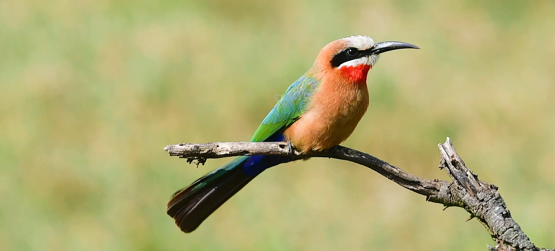 White-fronted Bee-eater