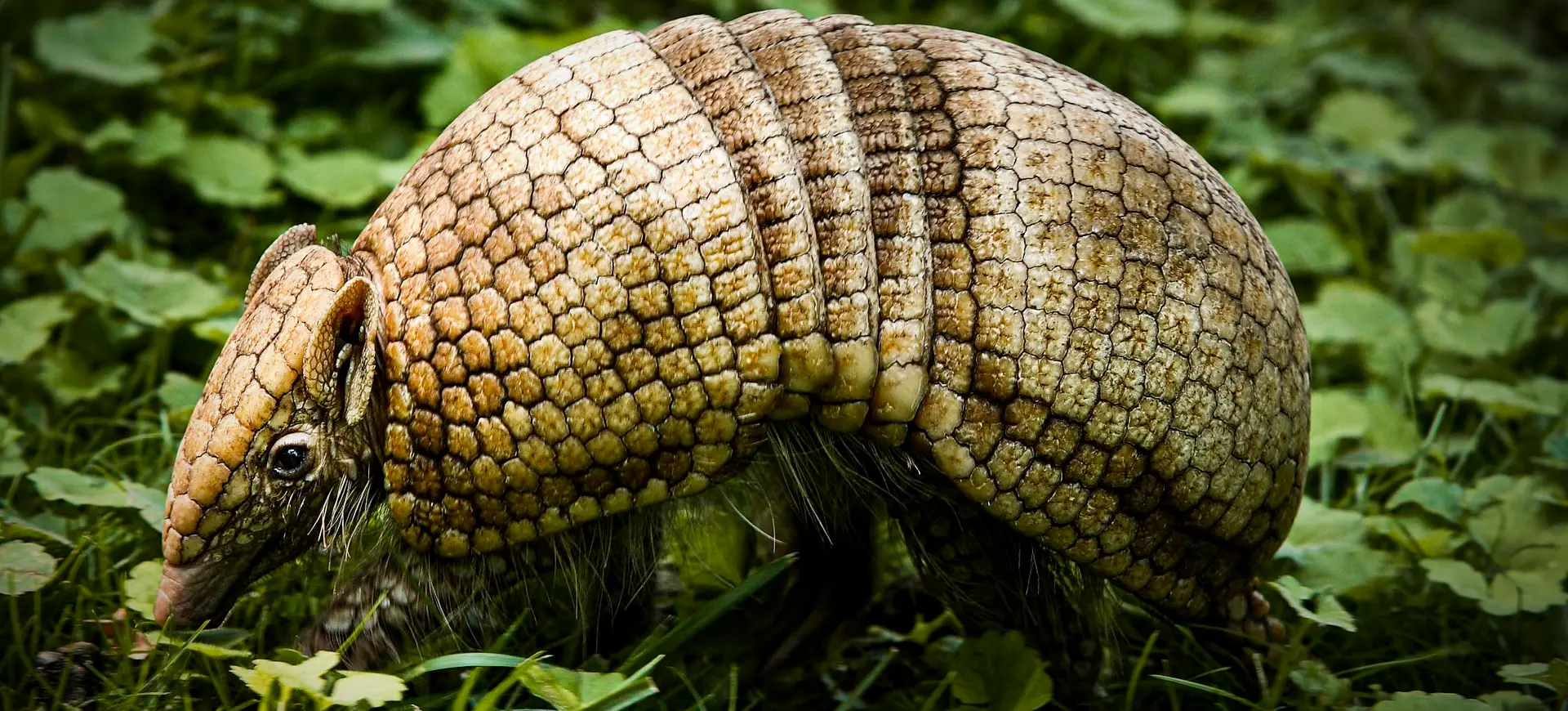 Southern Three-Banded Armadillo