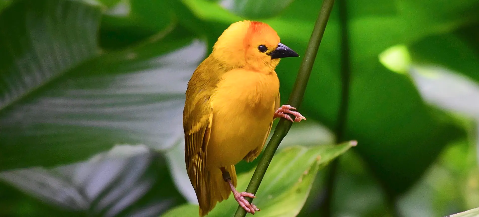 Taveta Weaver