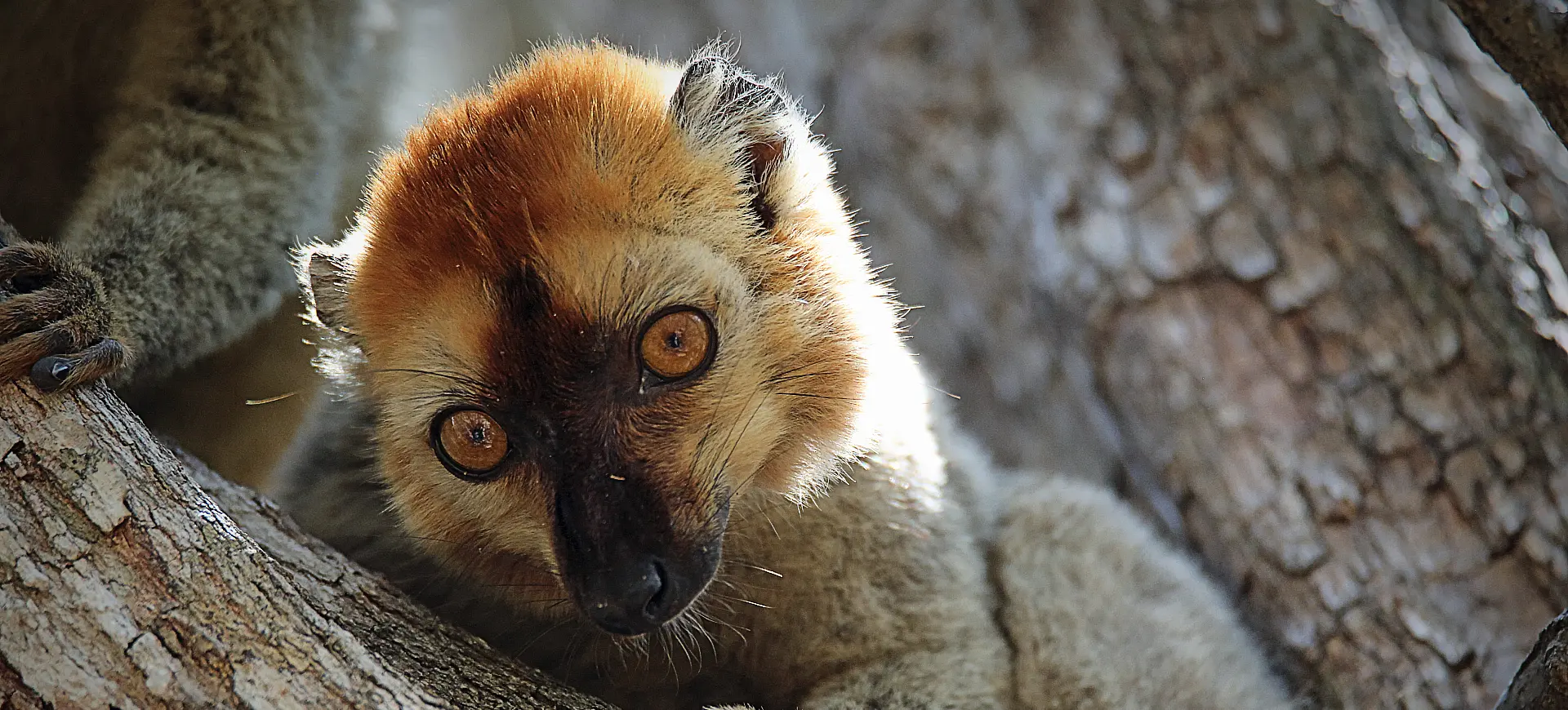 Red-fronted Lemur