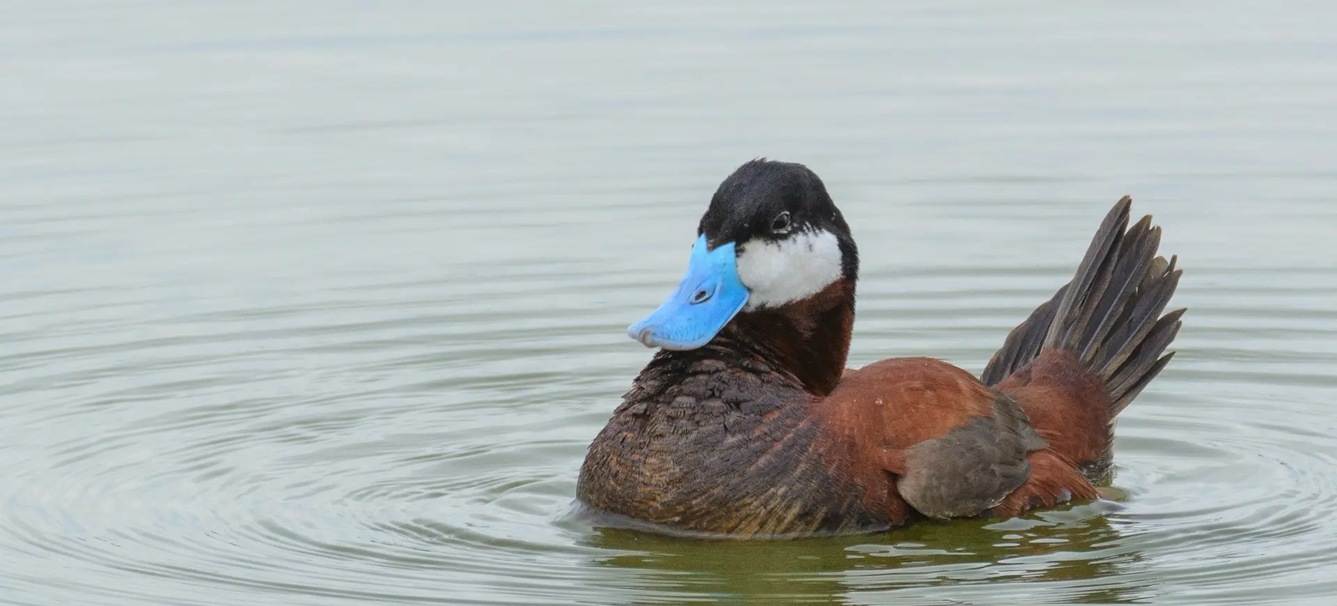 Ruddy Duck