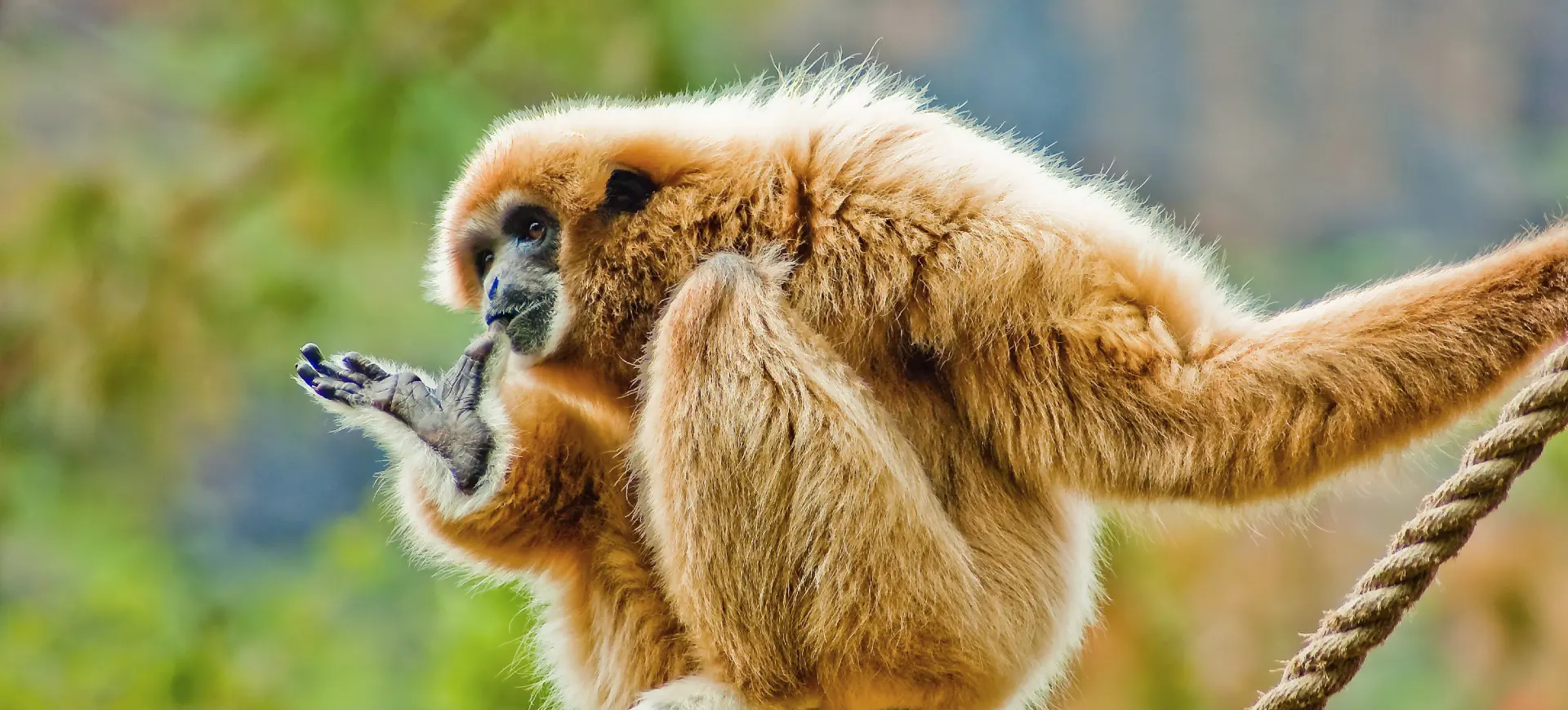 Lar Gibbon