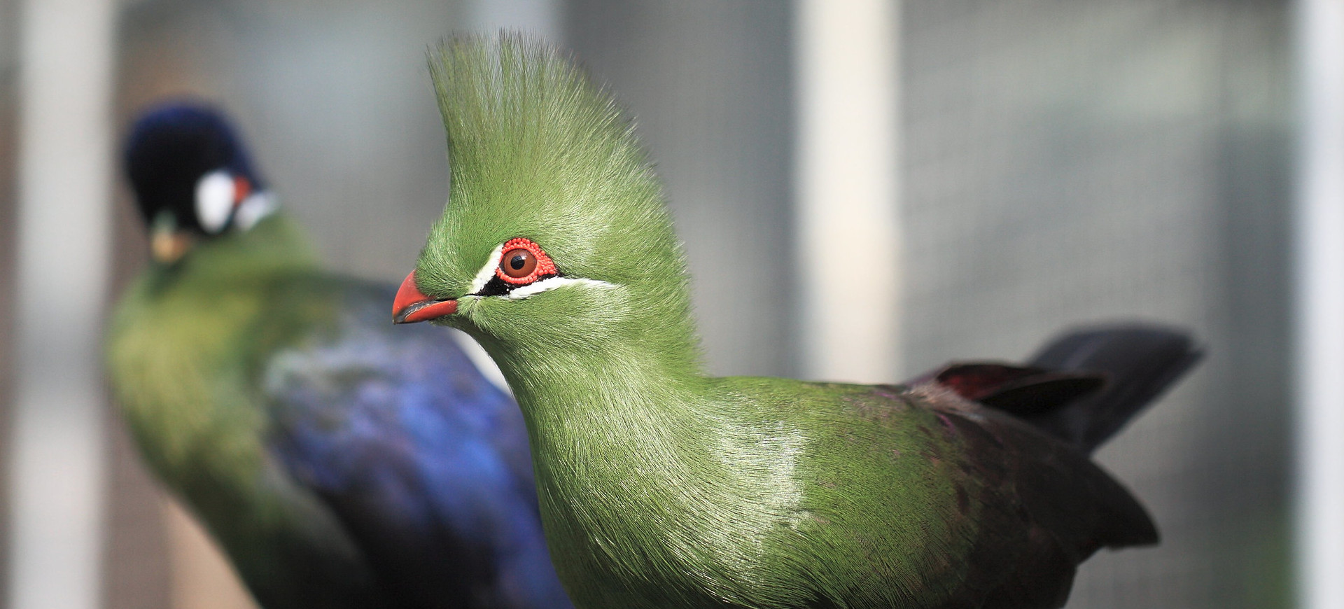 Guinea Turaco