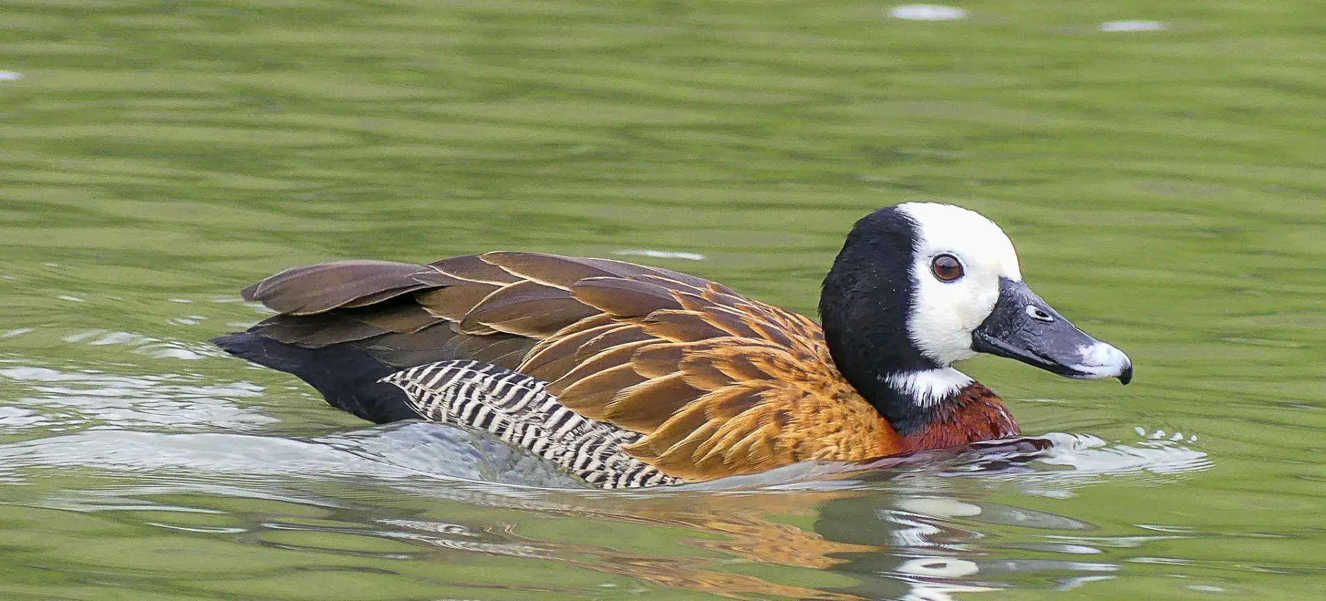 White-faced Whistling Duck