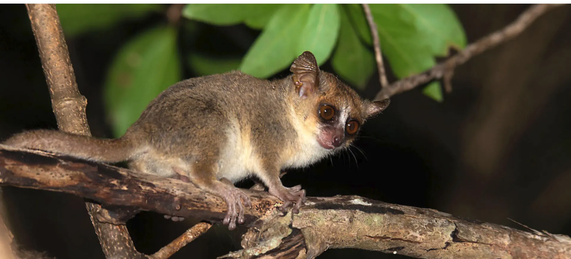 Gray Mouse Lemur