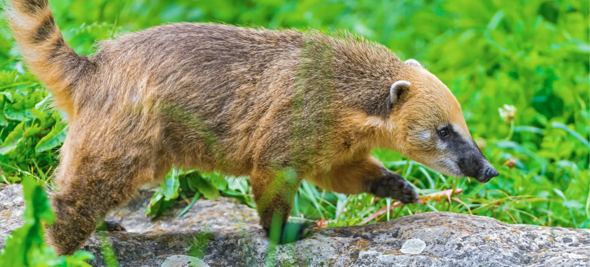 South American Coati