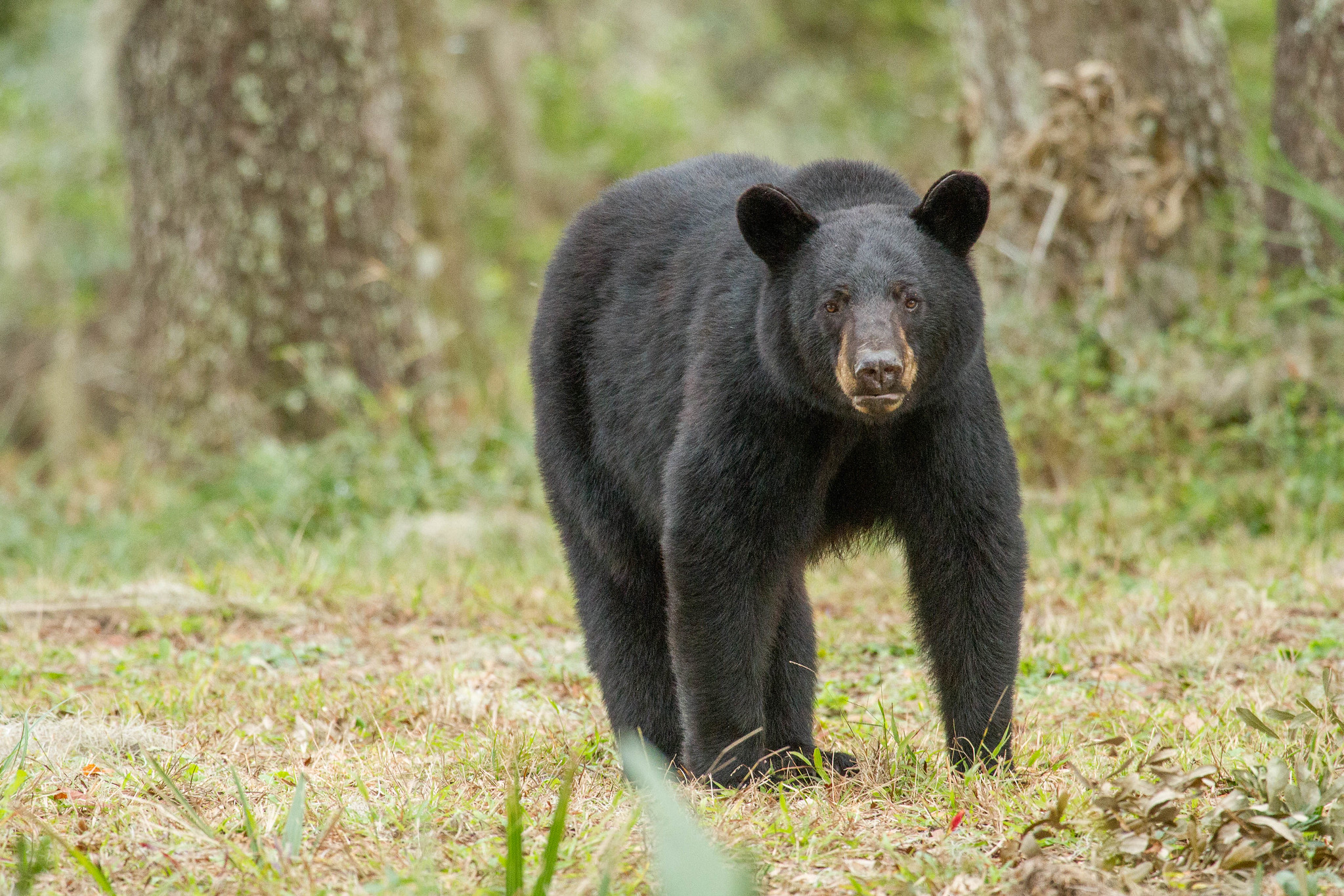 Definitive Guide To American Black Bear Facts Habitat Conservation Definitive Guide To American Black Bear Facts Habitat Conservation