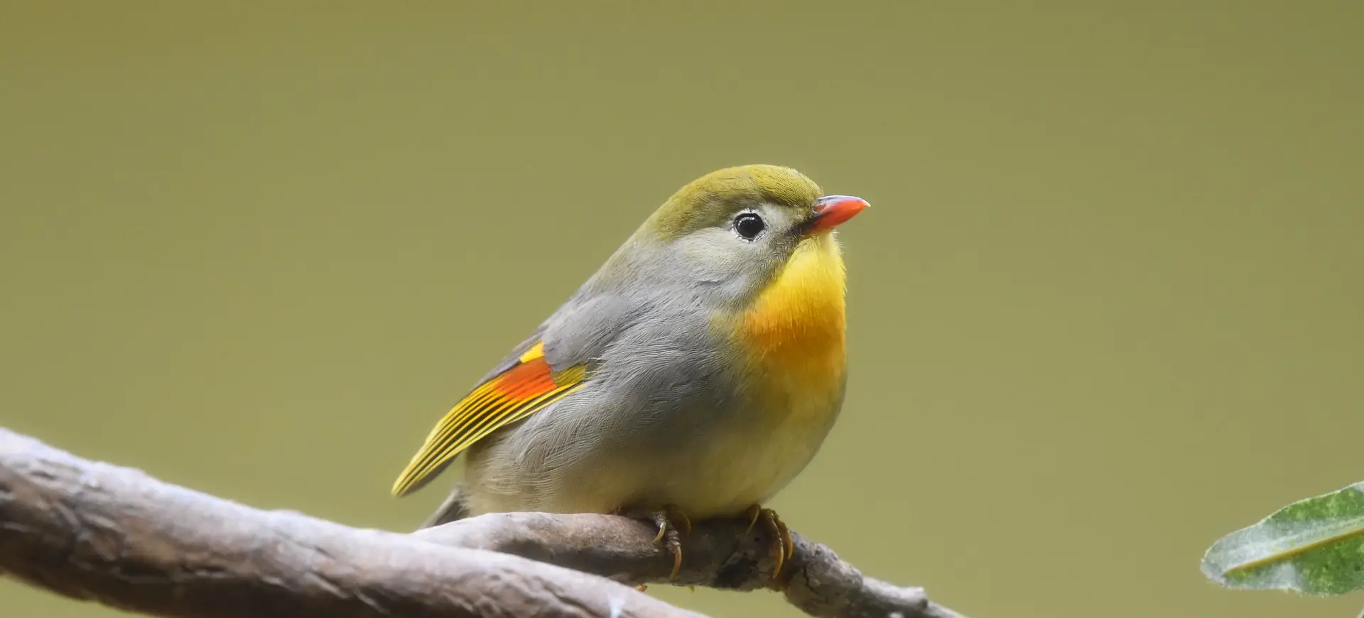 Red-billed Leiothrix