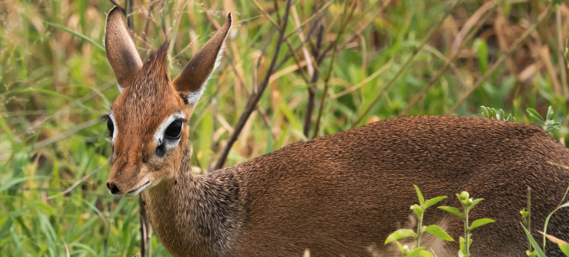 Kirk's Dik-Dik