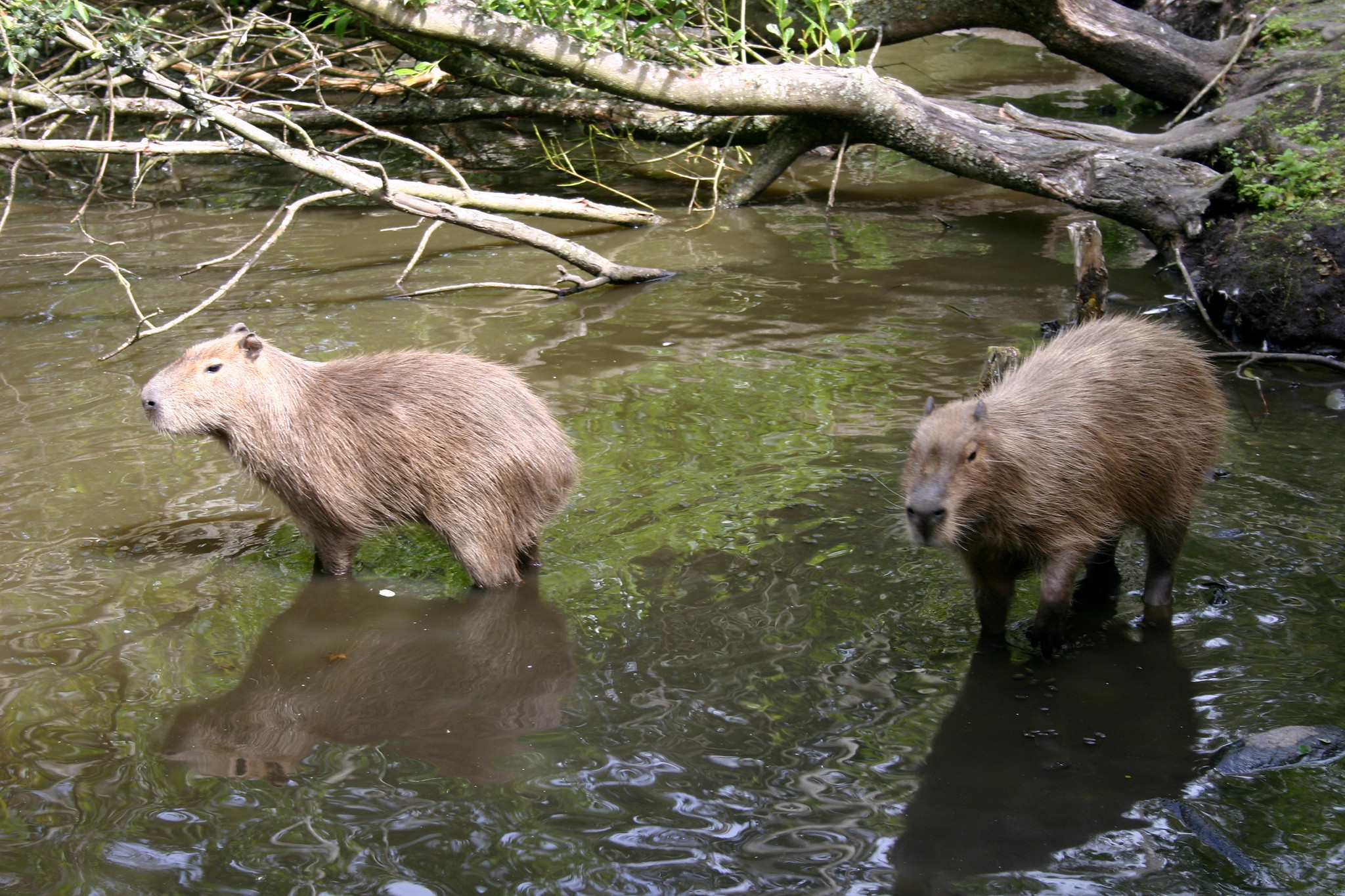 Capybara