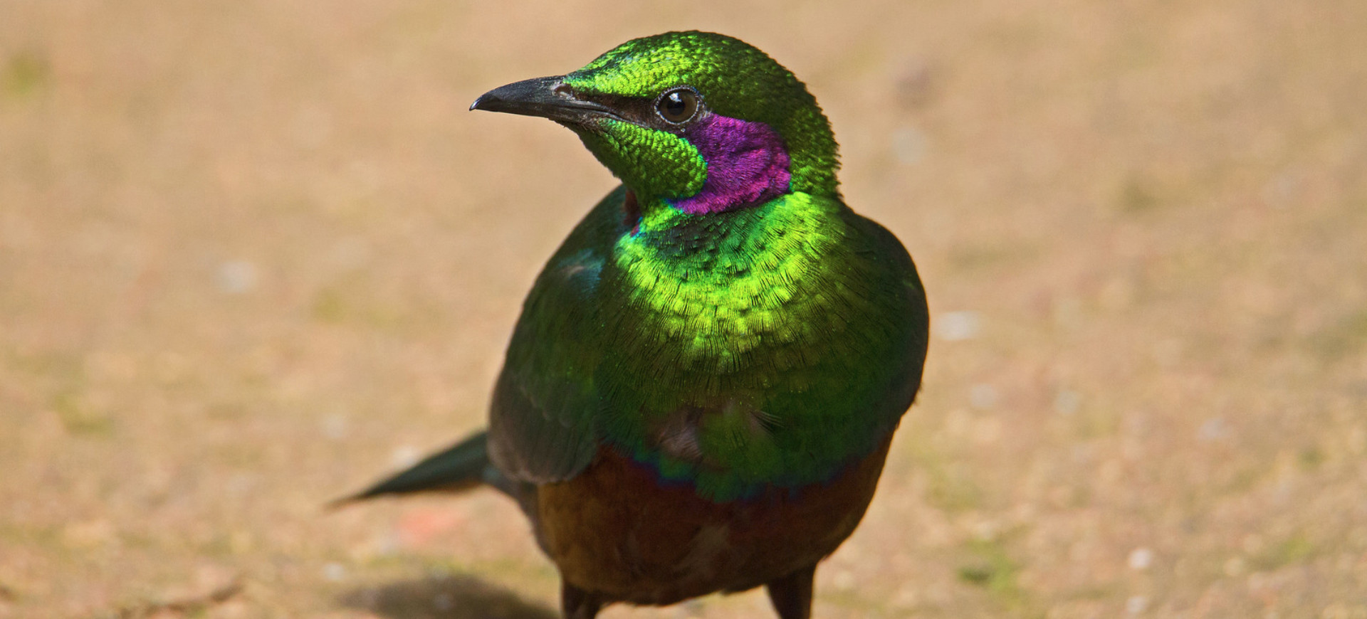 Emerald Starling