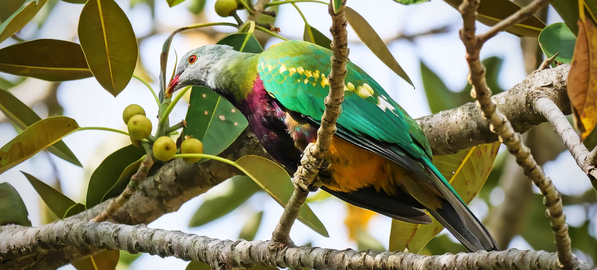 Wompoo Fruit-dove