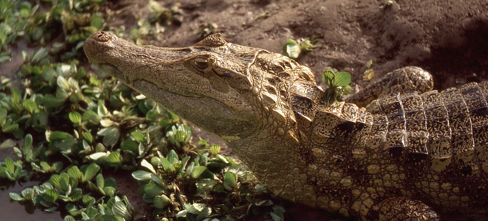 Spectacled Caiman