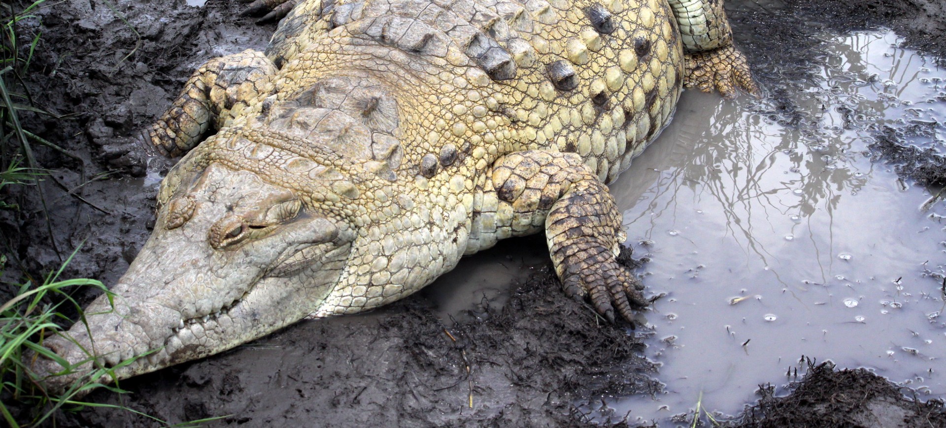 Orinoco Crocodile