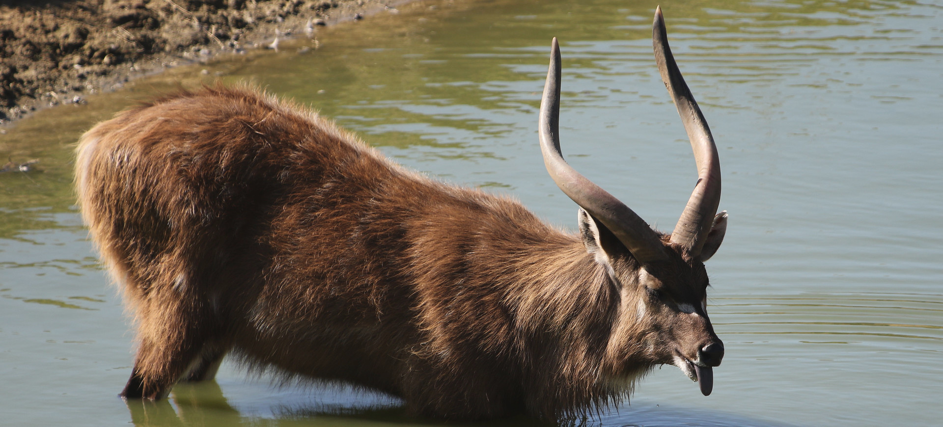 Sitatunga