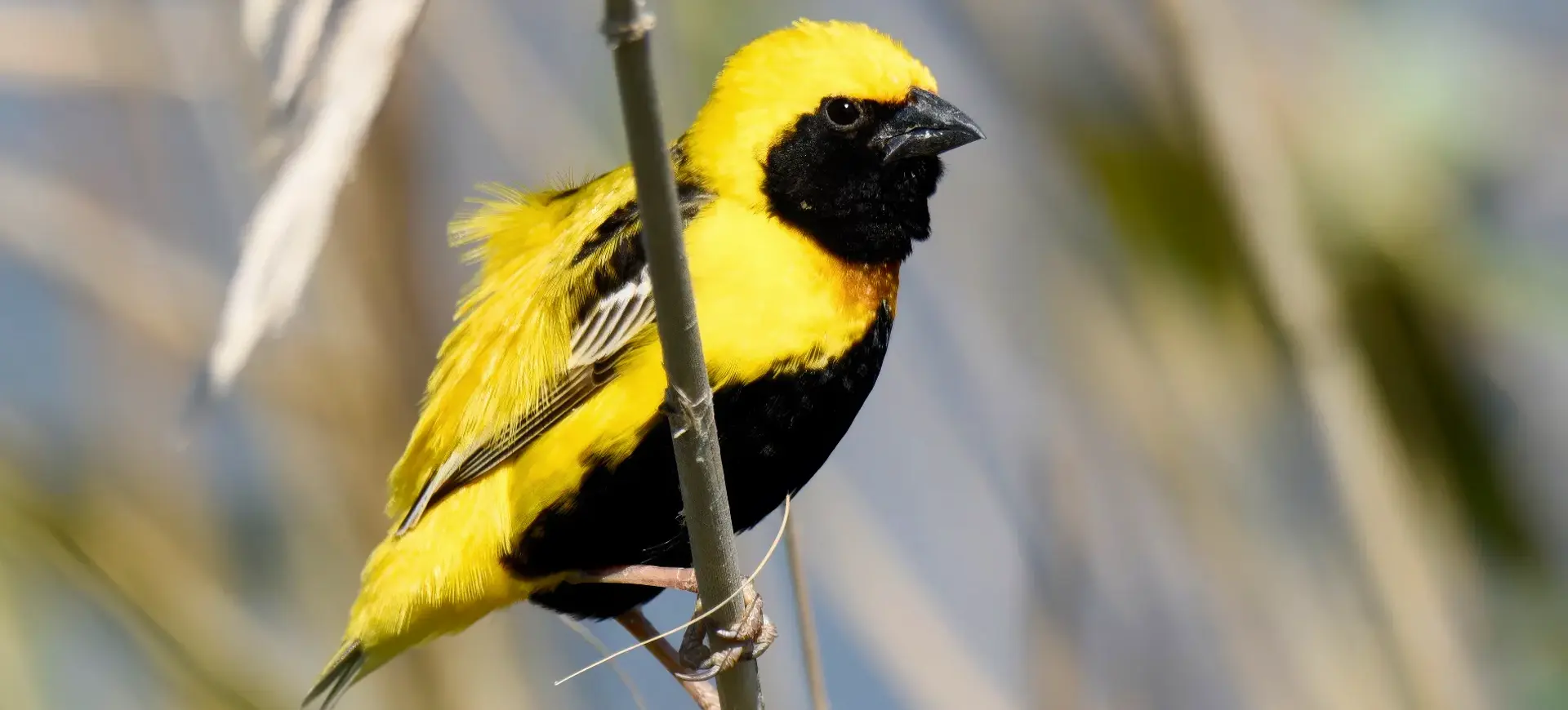 Yellow-crowned Bishop