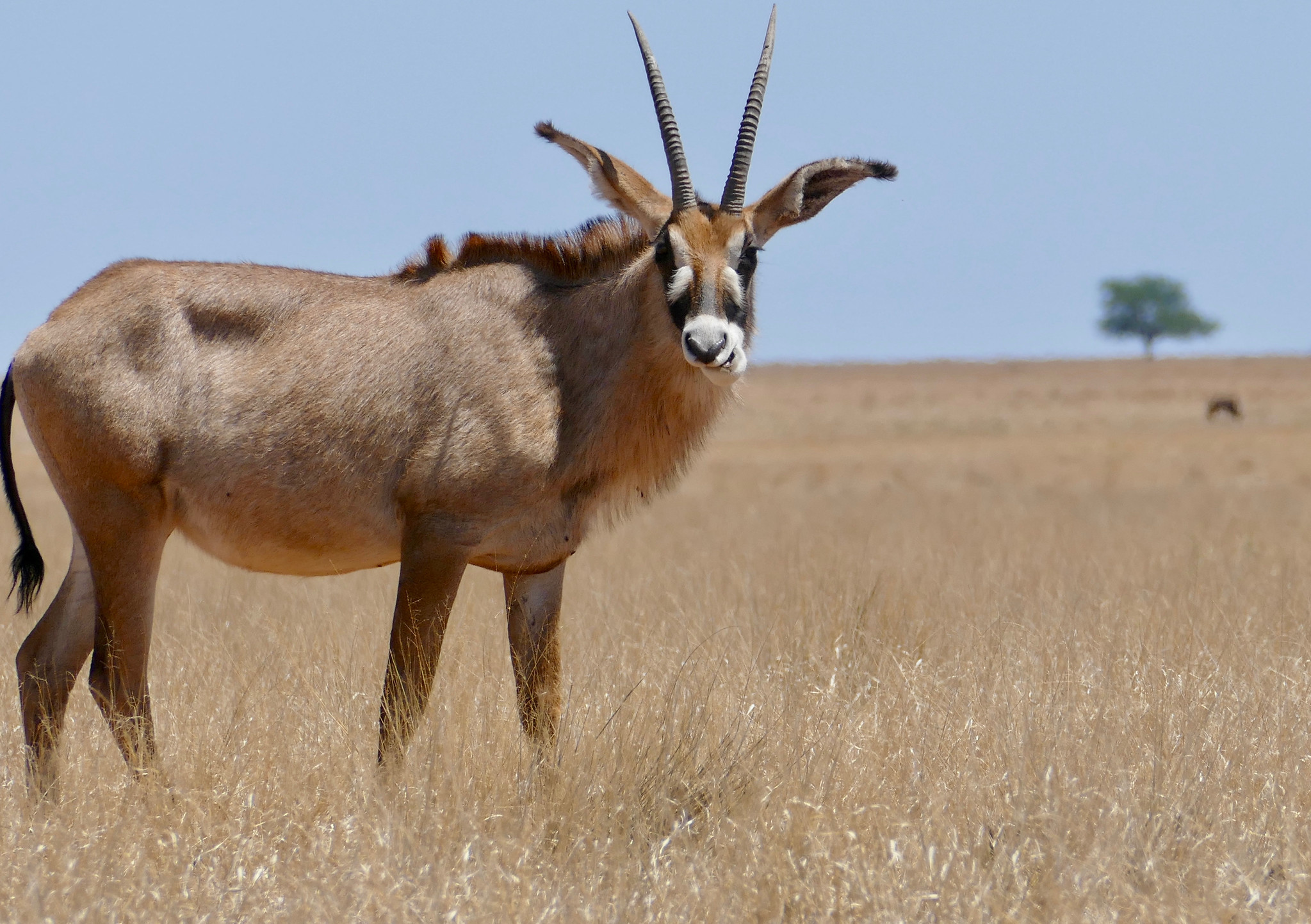Definitive Guide To Roan Antelope Facts Habitat Conservation Status Definitive Guide To Roan Antelope Facts Habitat Conservation Status