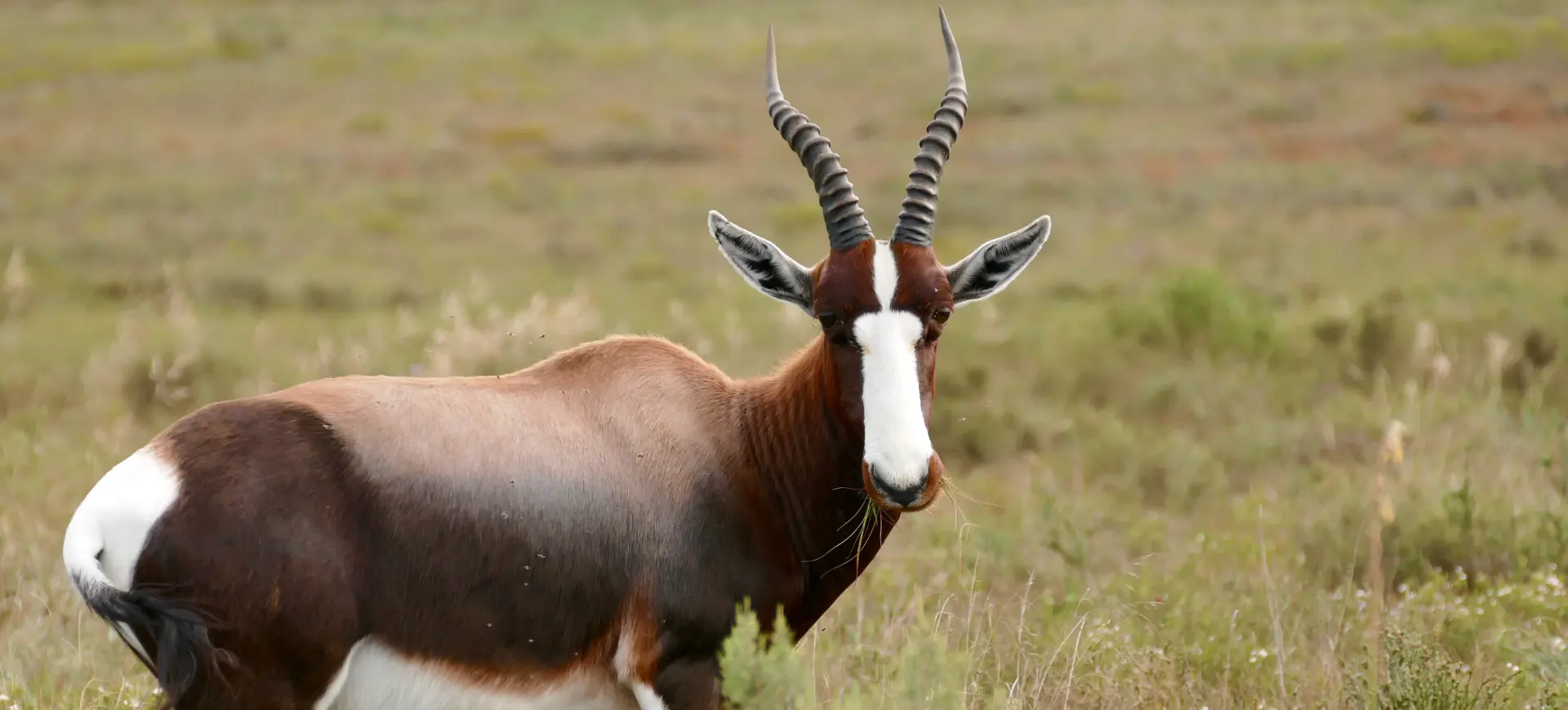 Bontebok