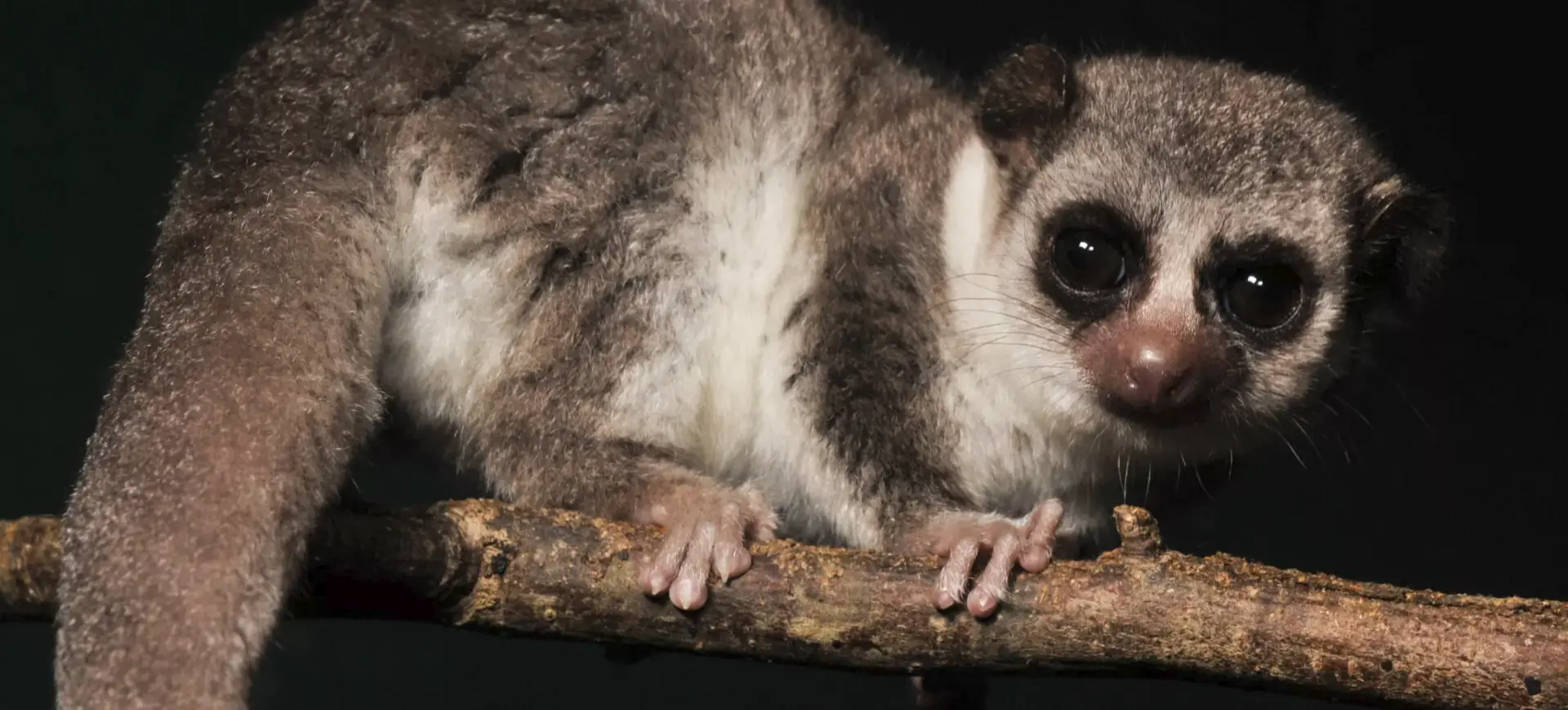 Fat-tailed Dwarf Lemur